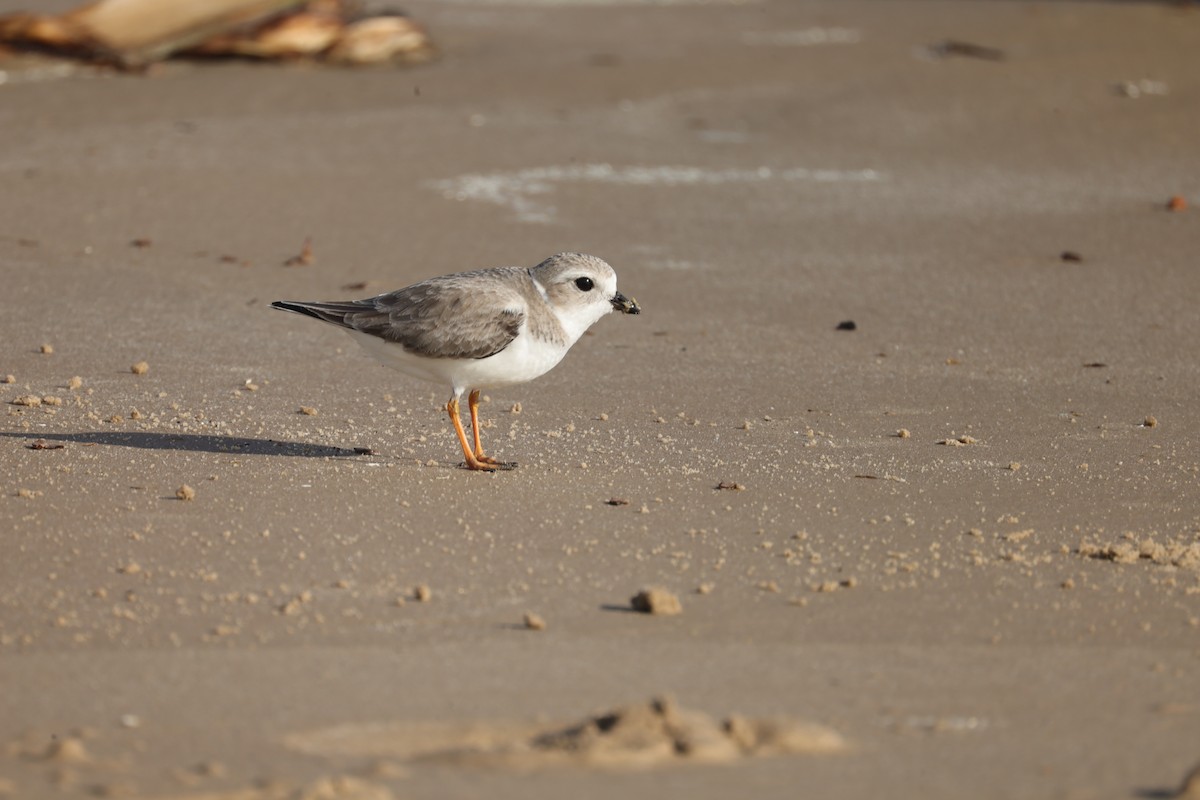 Piping Plover - ML396728031
