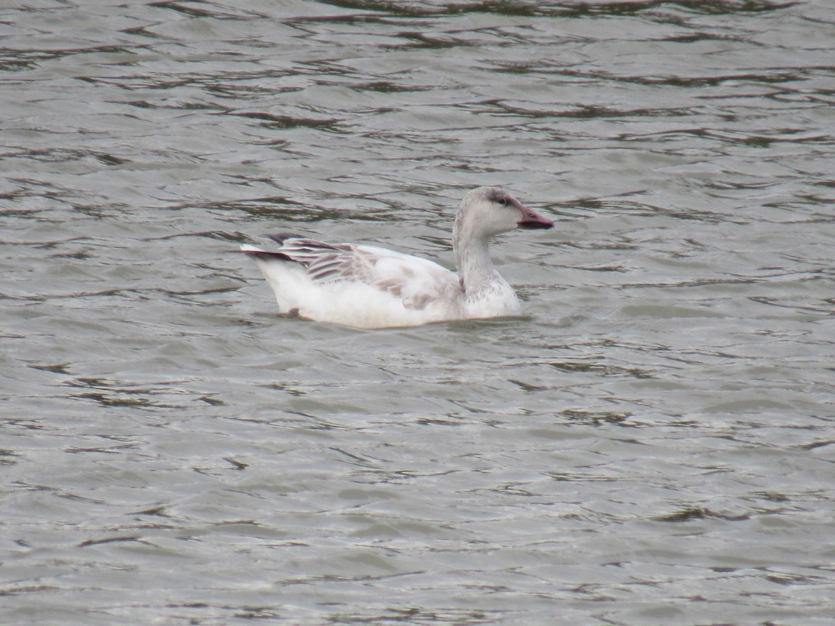 Snow Goose - Nestor Hernandez