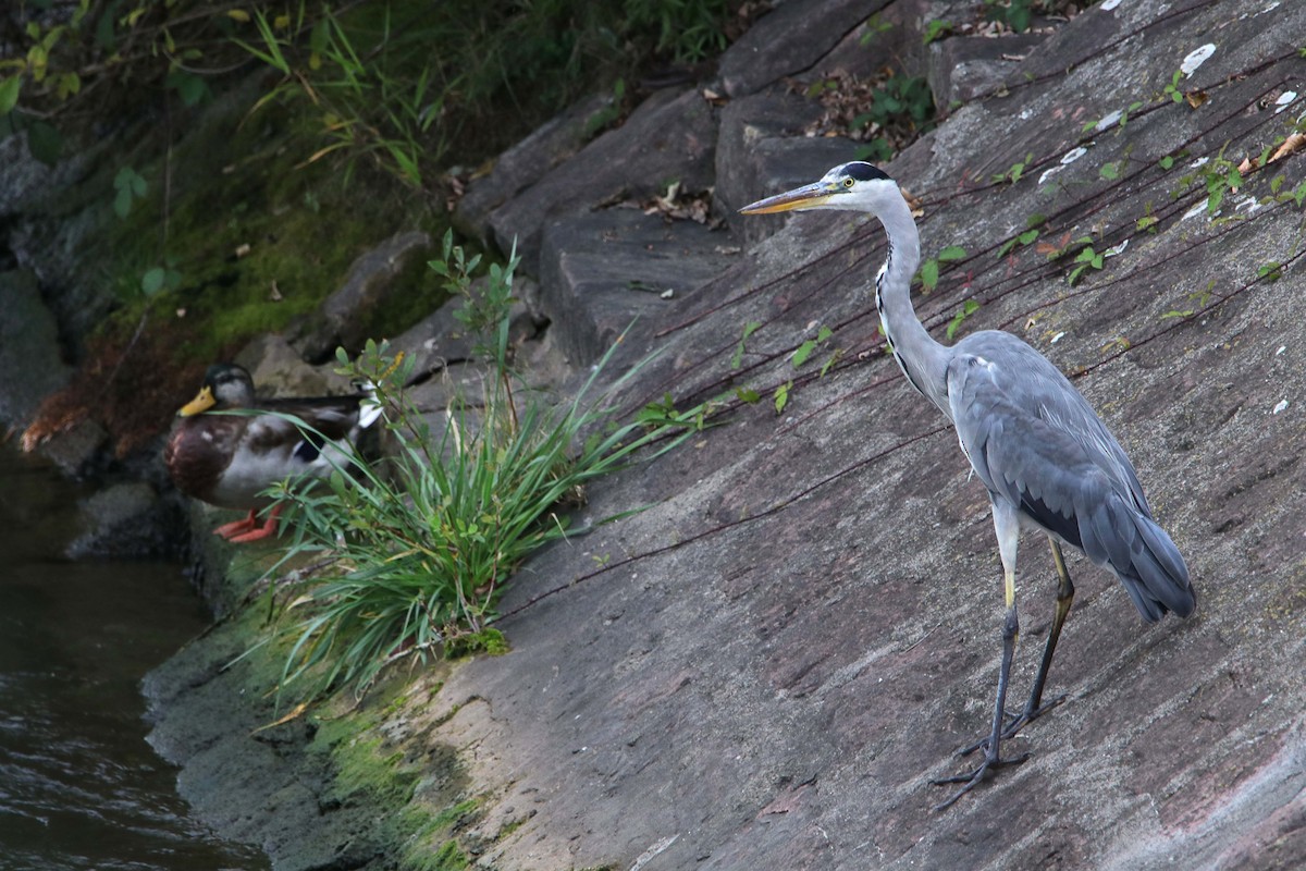 Gray Heron - Silas Würfl