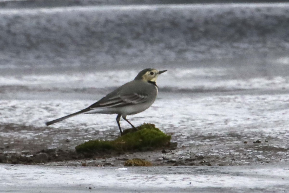 White Wagtail - ML396729381