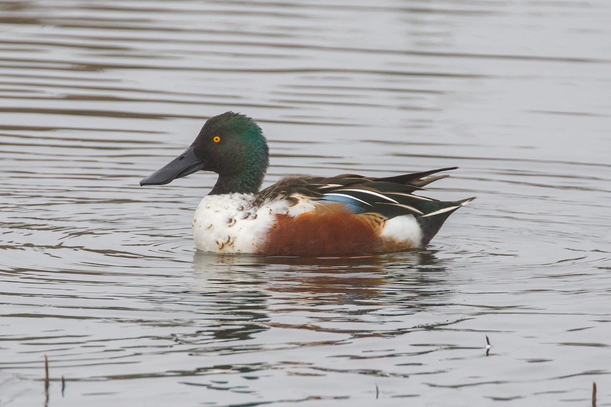 Northern Shoveler - Mark Stephenson