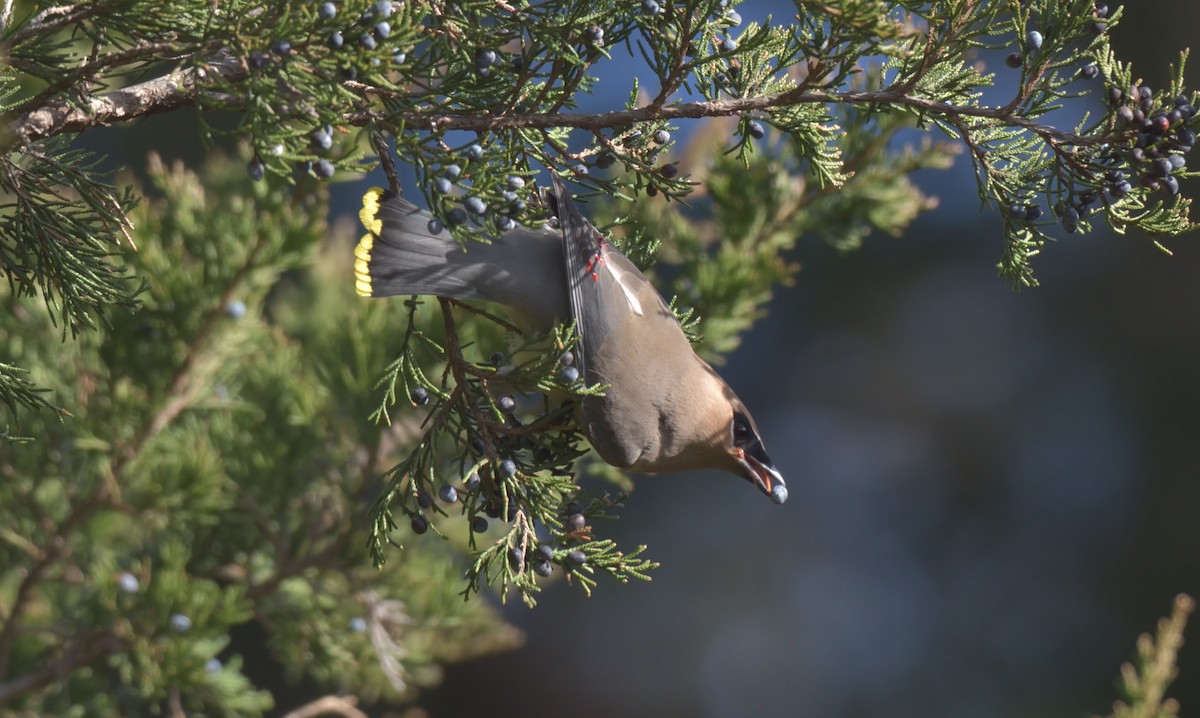 Cedar Waxwing - ML396730691