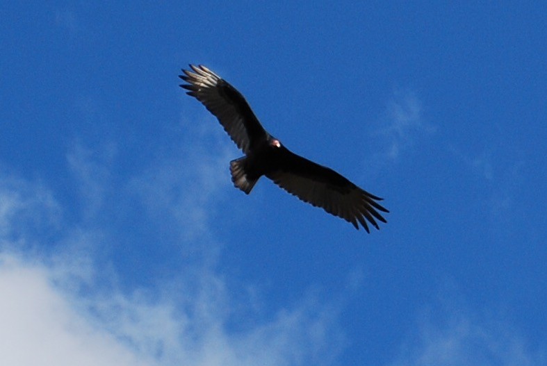 Turkey Vulture - ML39673181