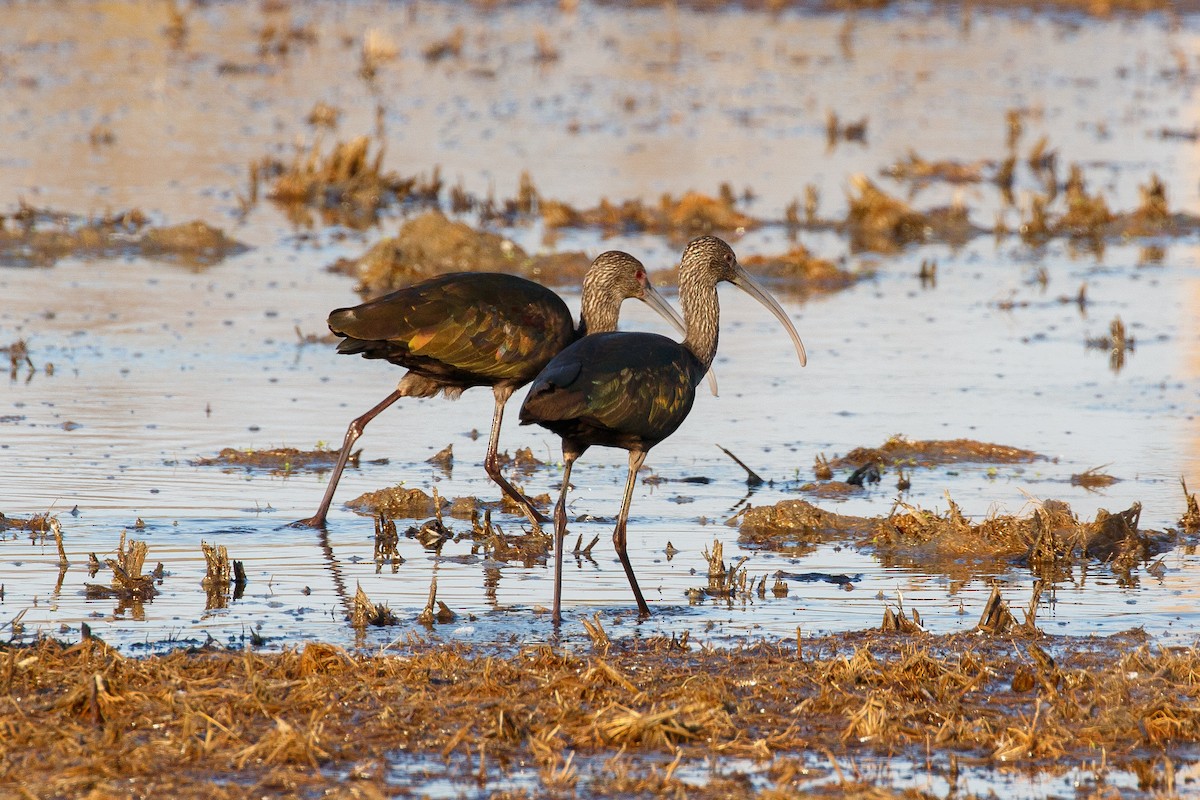 White-faced Ibis - ML396732331