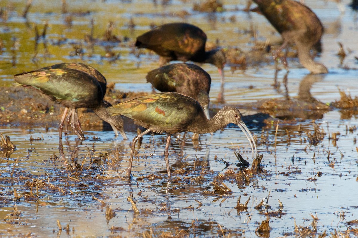 White-faced Ibis - ML396732341