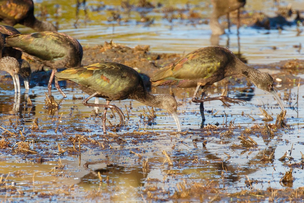 White-faced Ibis - ML396732351