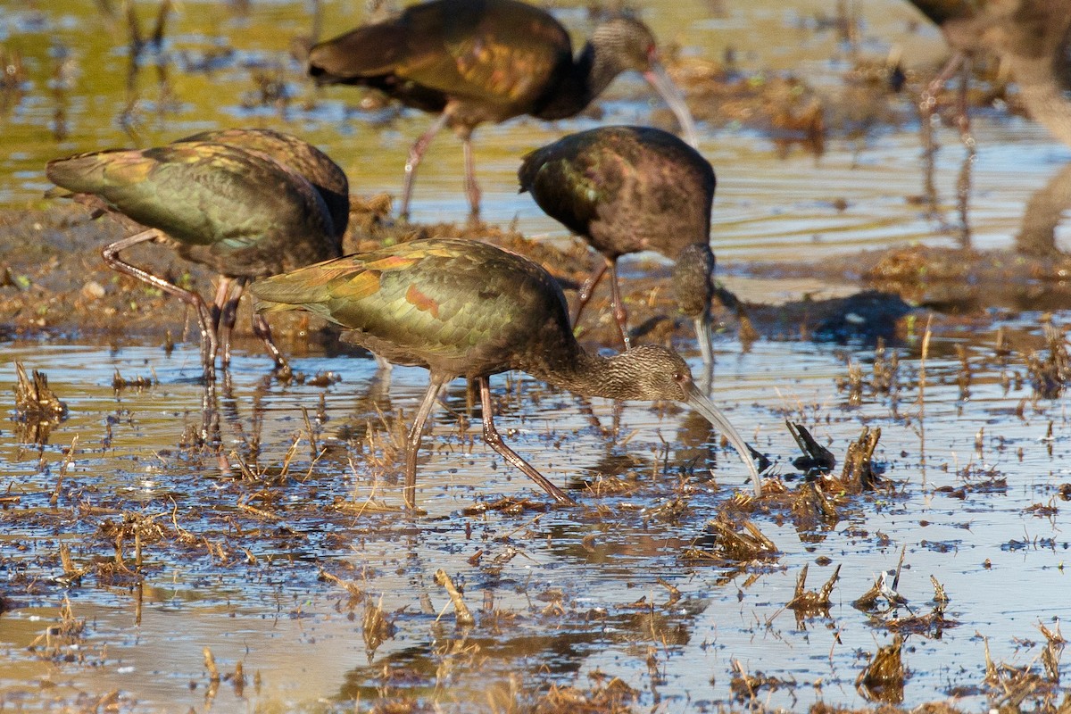 White-faced Ibis - ML396732361