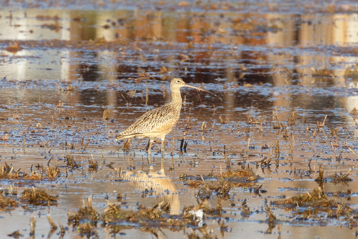 Rostbrachvogel - ML396732661