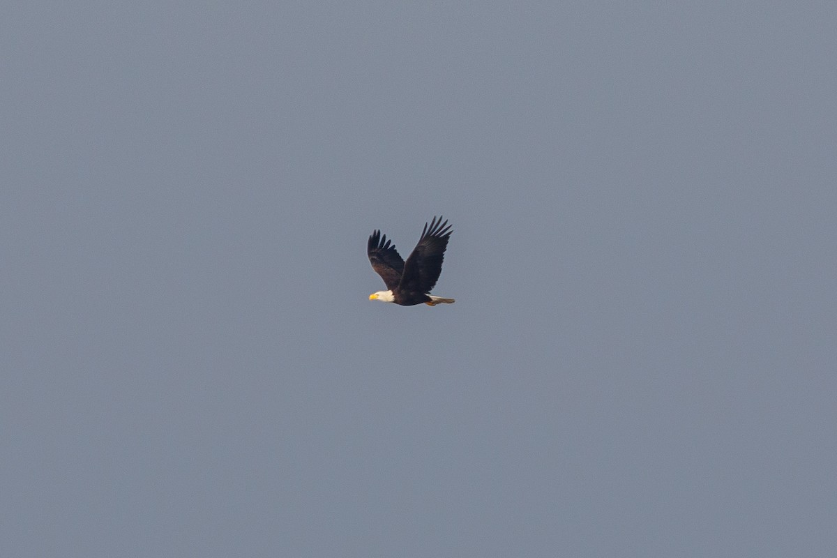 Bald Eagle - ML396733151