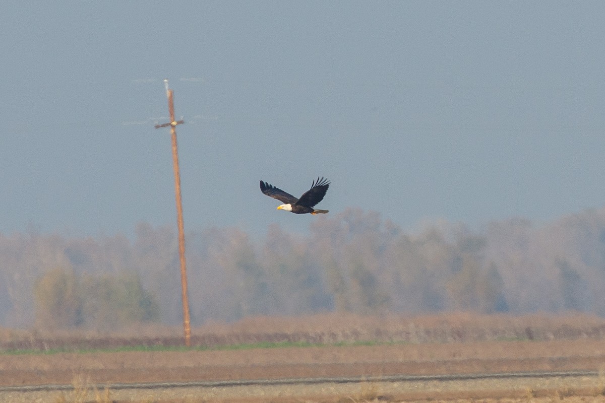 Weißkopf-Seeadler - ML396733161