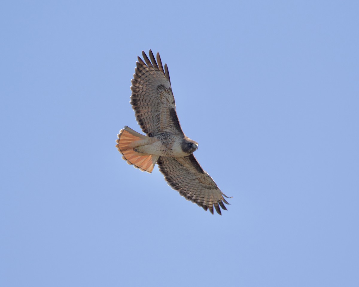 Red-tailed Hawk - ML396734491