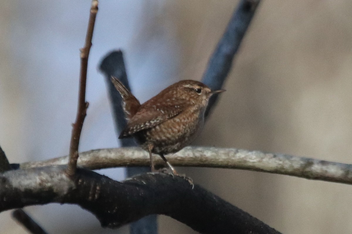 Winter Wren - ML396739941