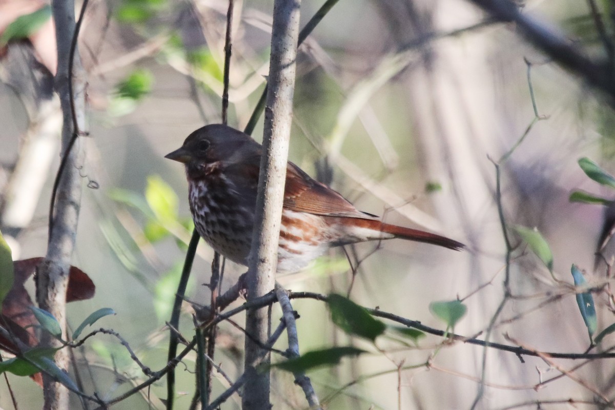 Fox Sparrow - ML396740141