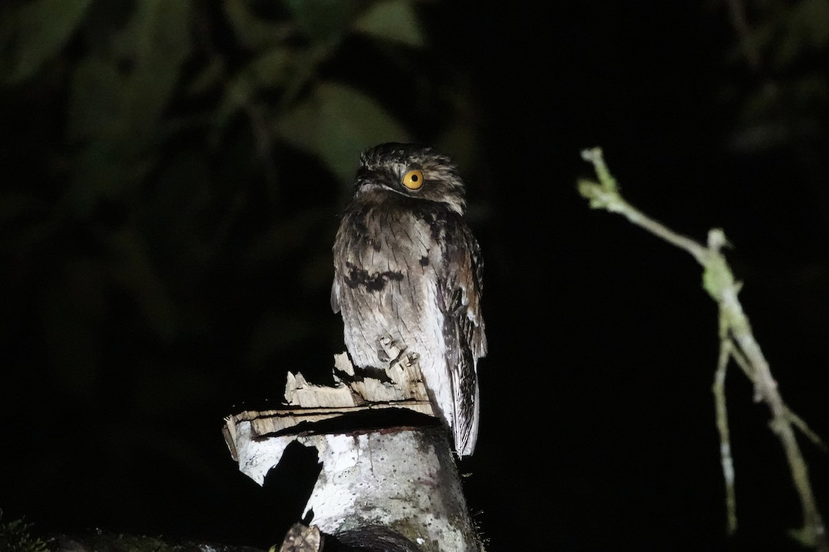 Common Potoo - ML396740191