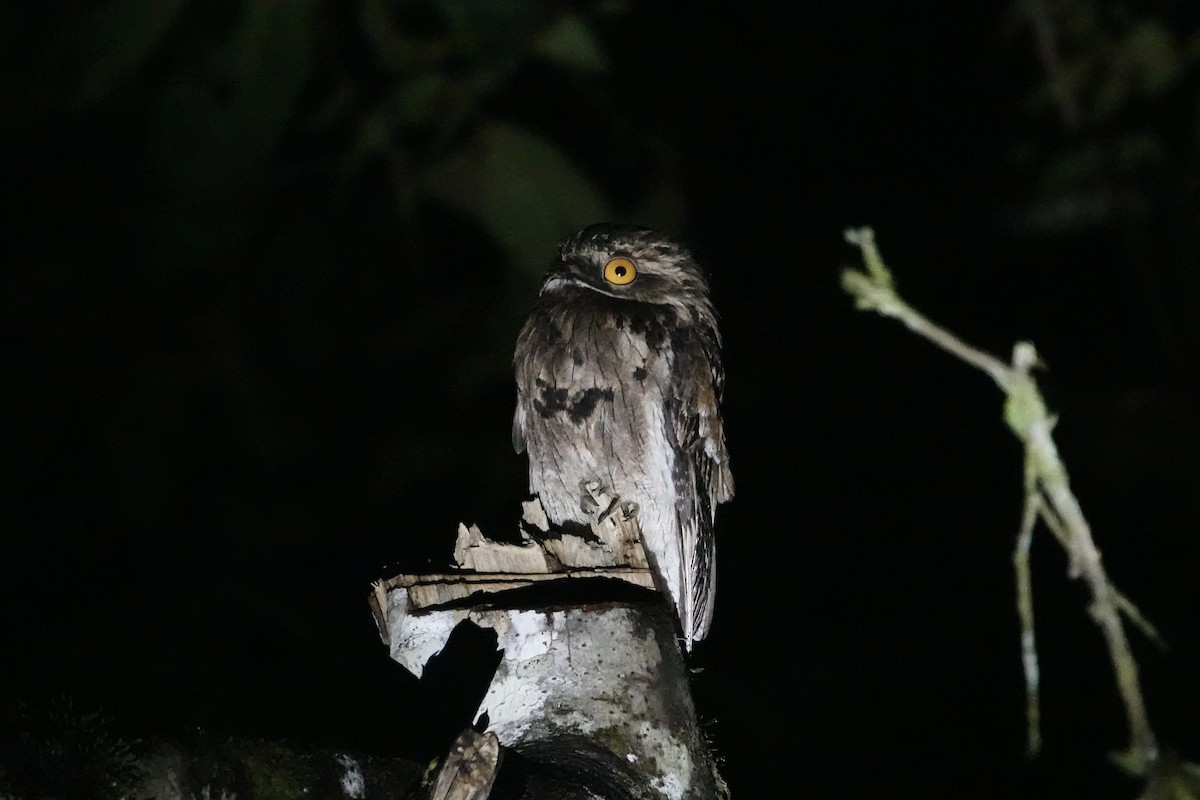 Common Potoo - ML396740201