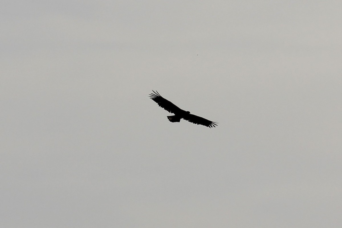 Bald Eagle - ML396742451