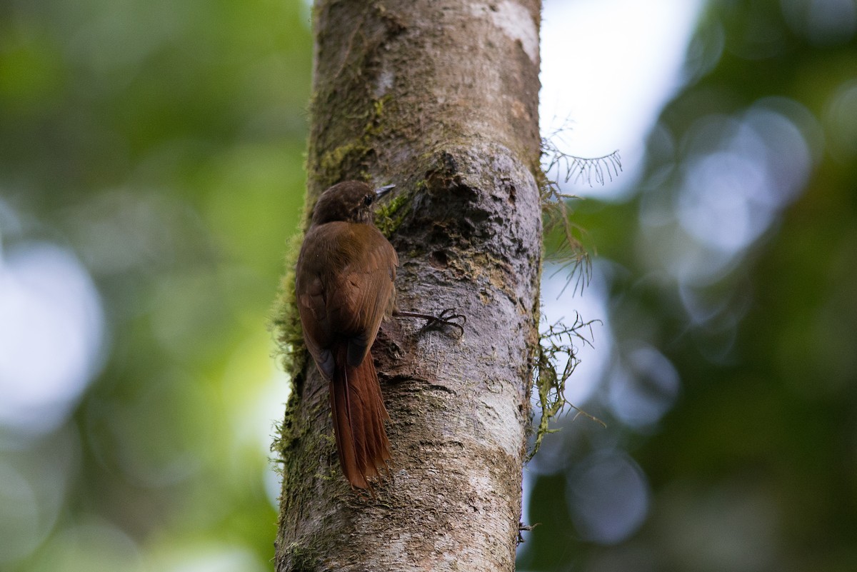 Wedge-billed Woodcreeper - ML396742501