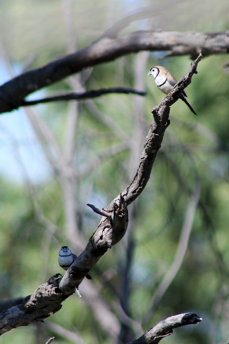 Double-barred Finch - Leonie Beaulieu