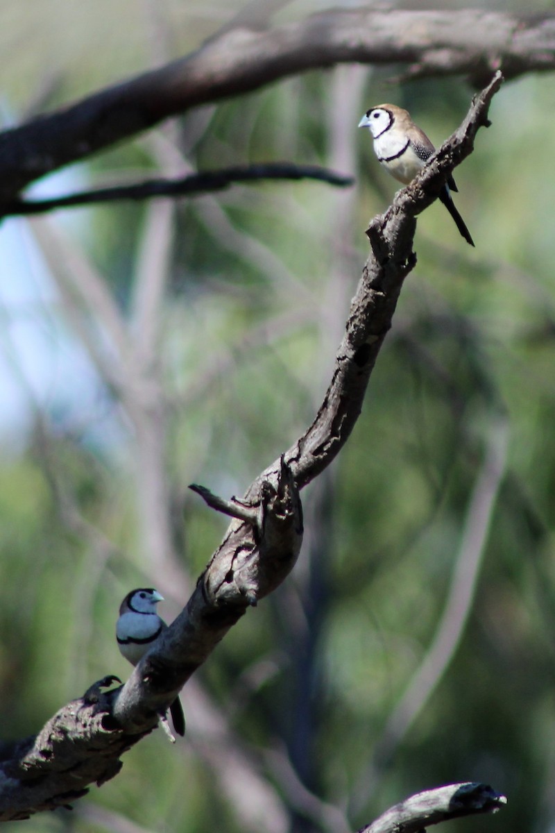 Double-barred Finch - Leonie Beaulieu