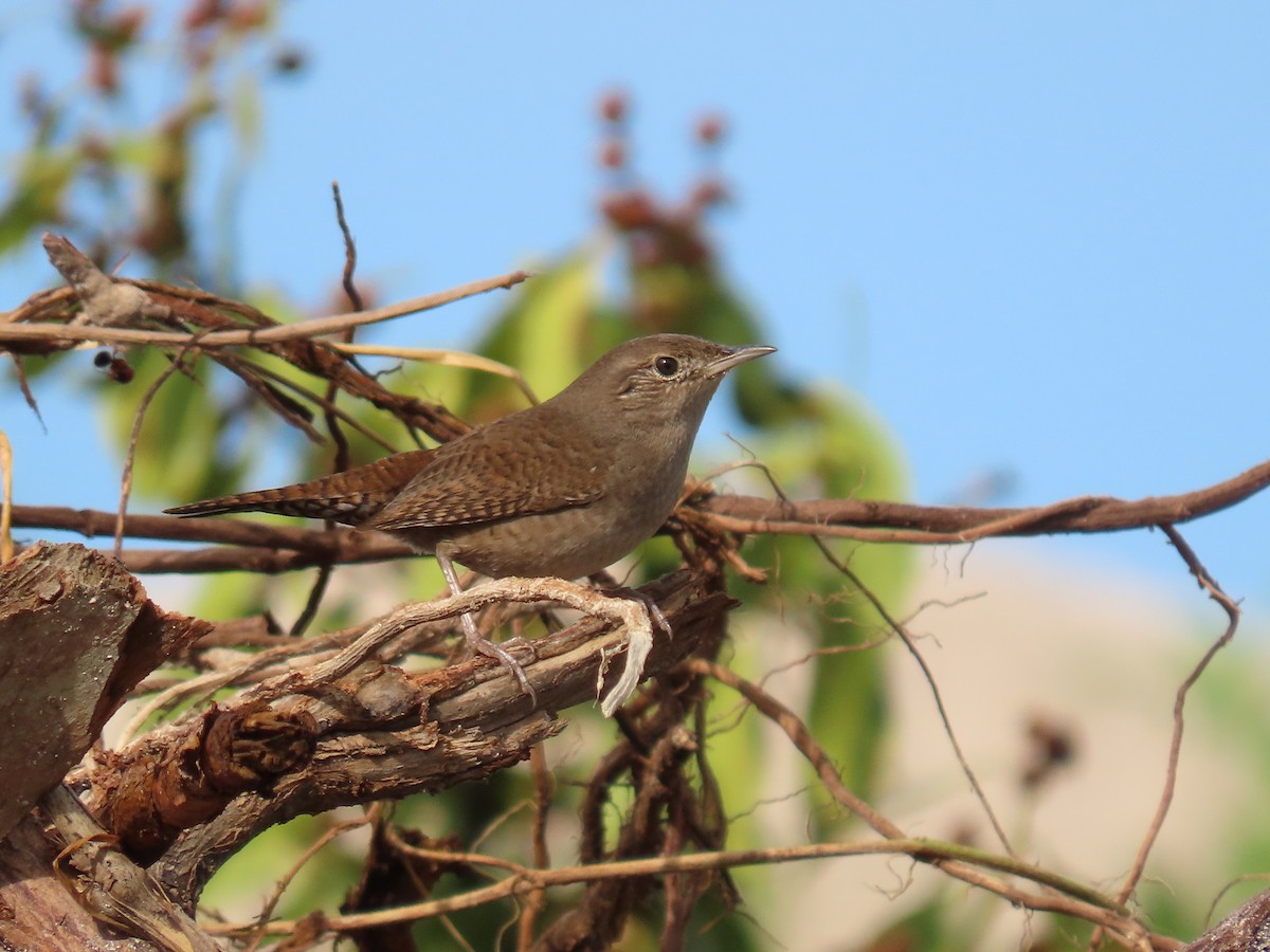 Northern House Wren - ML396747671