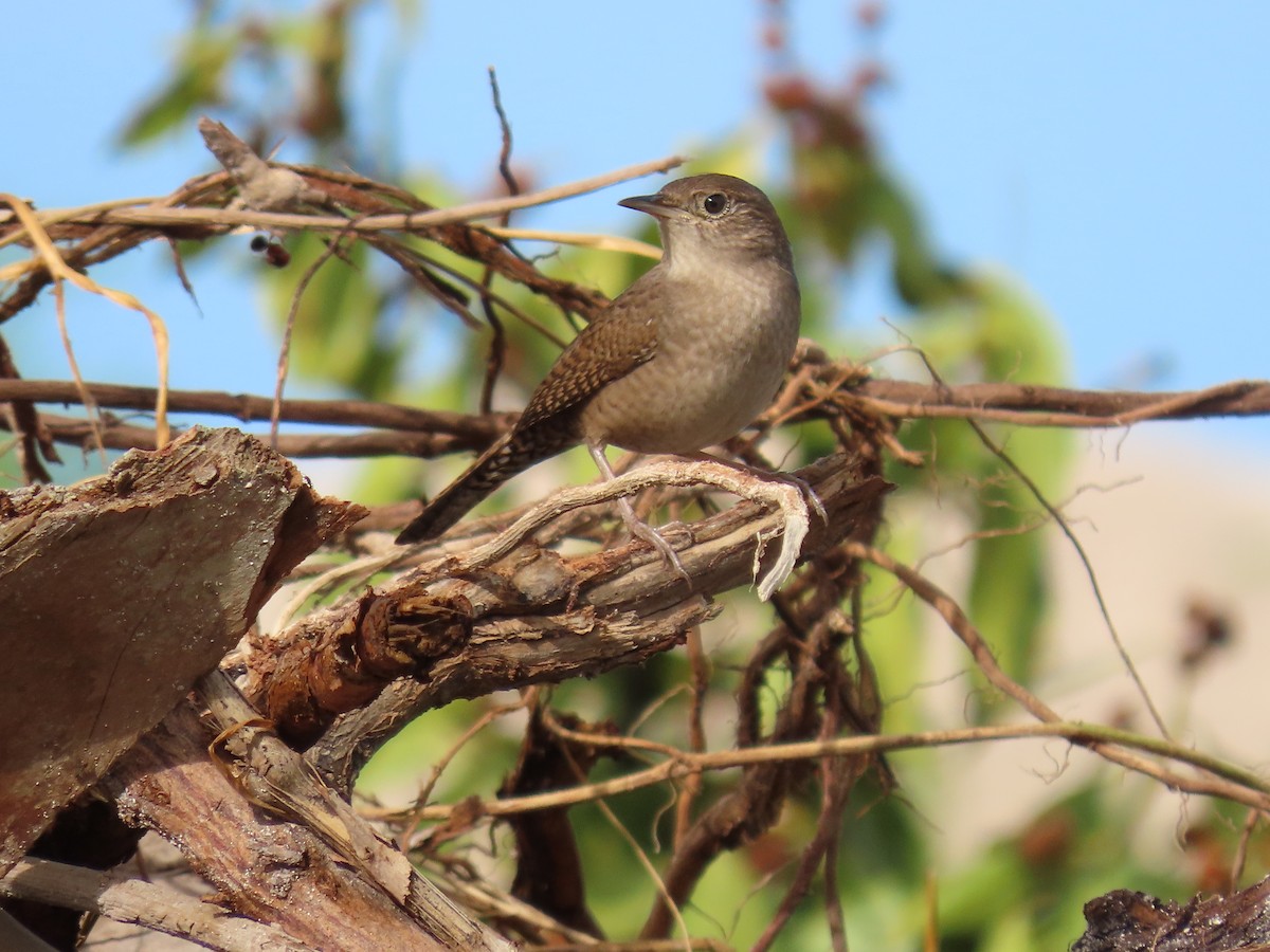 Northern House Wren - ML396747701