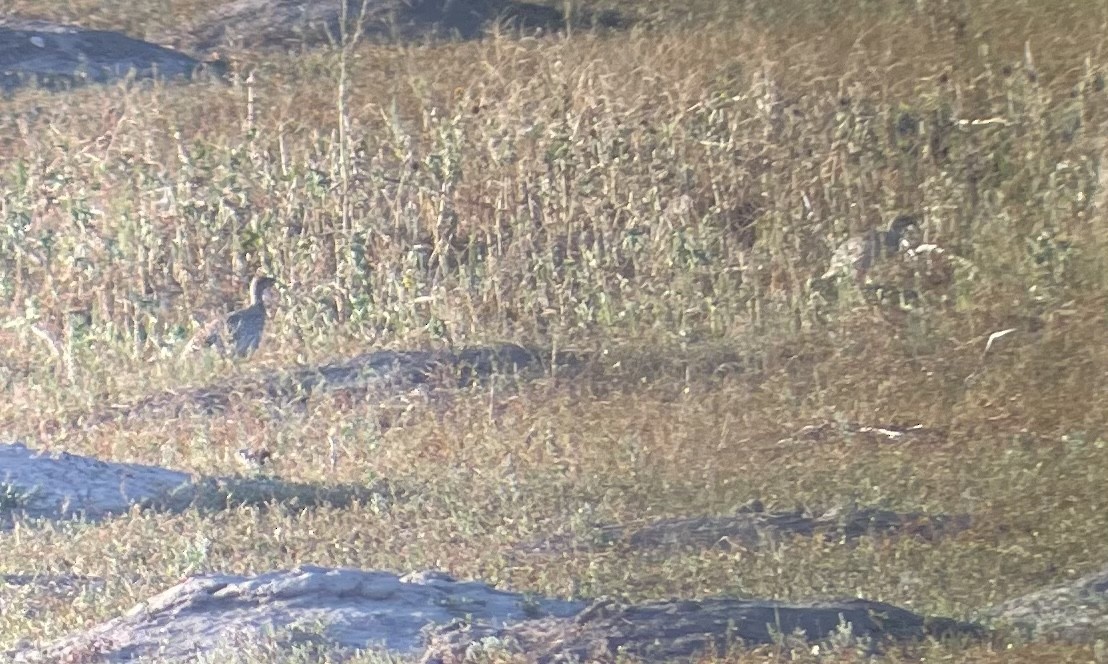 Sharp-tailed Grouse - ML396749311