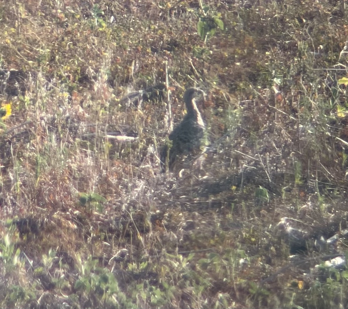 Gallo de las Praderas Rabudo - ML396749321