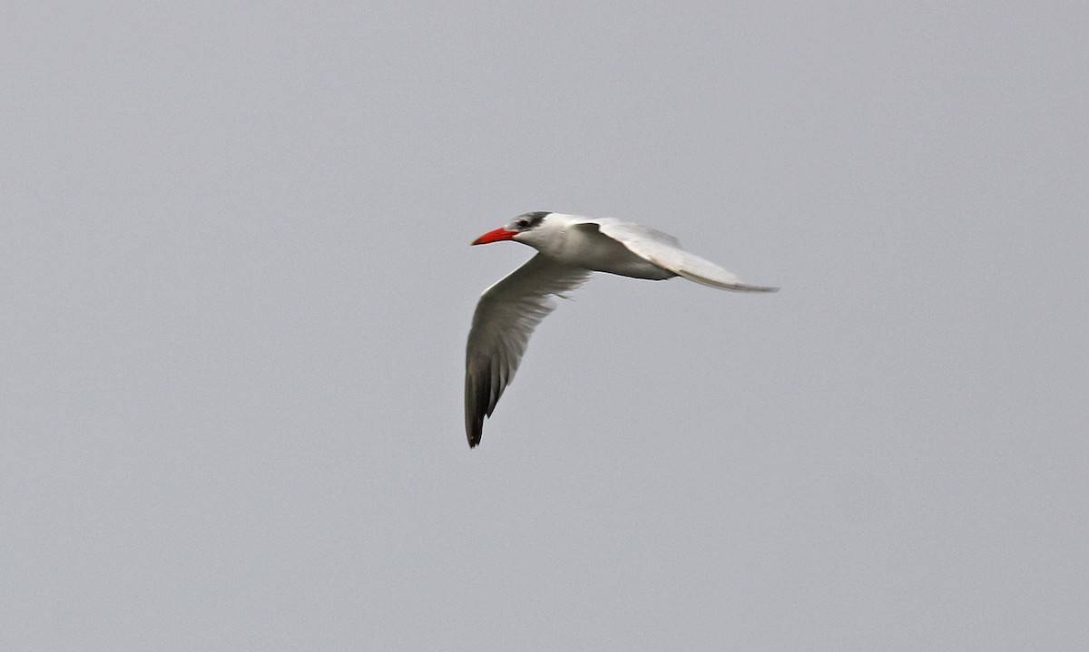 Caspian Tern - John P Sullivan III