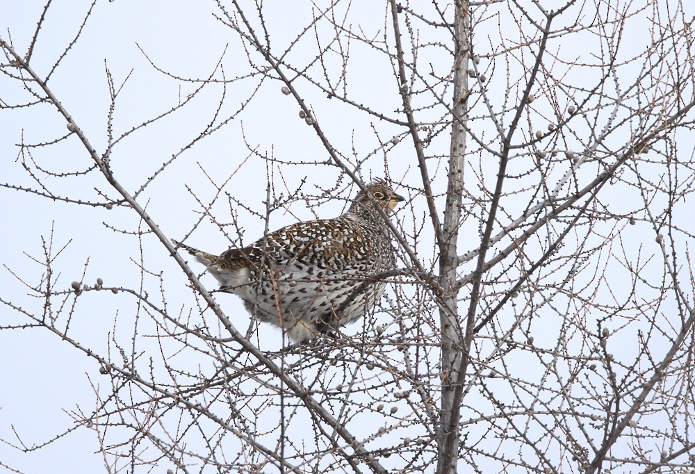 Sharp-tailed Grouse - ML396751121