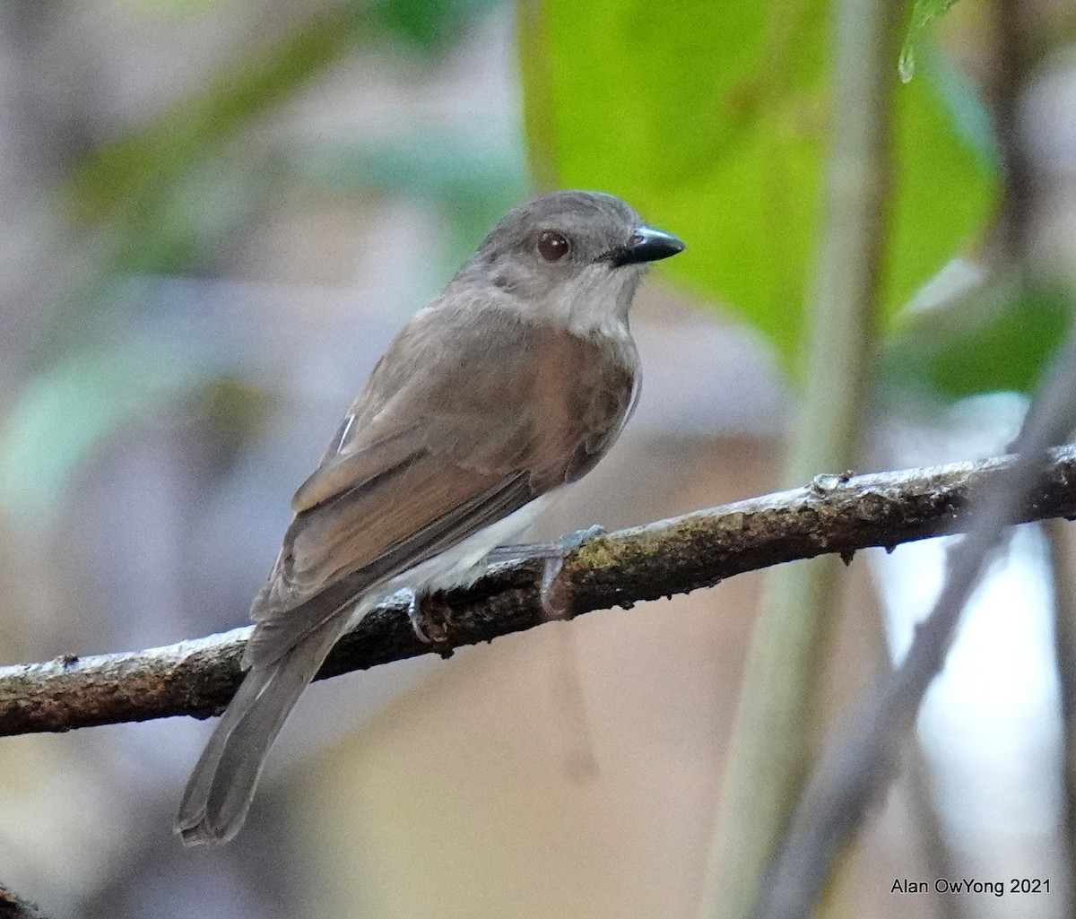 マングローブモズヒタキ - ML396752421