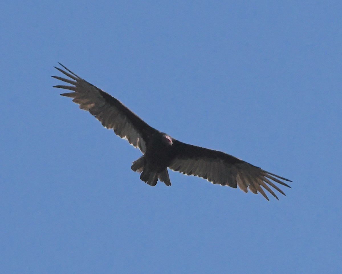 Turkey Vulture - ML396752431