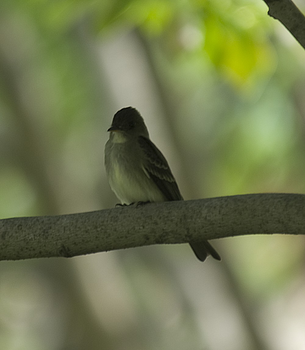 Willow Flycatcher - ML396754231