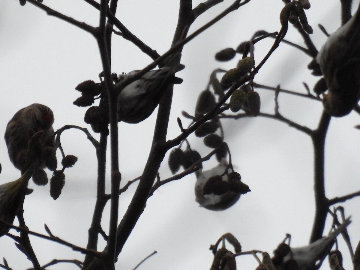 Common Redpoll - ML396755121