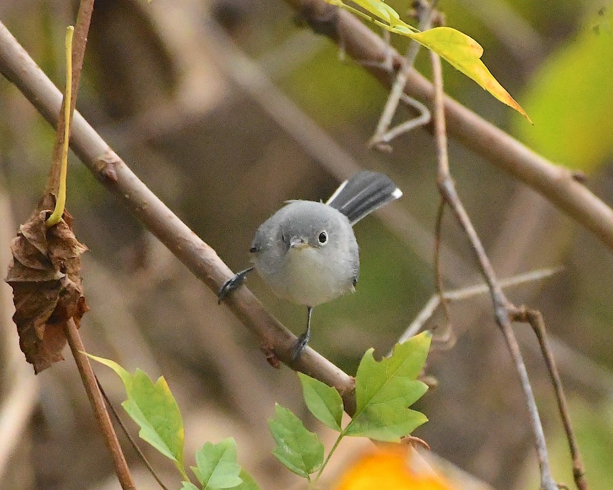 Blue-gray Gnatcatcher - ML396755291