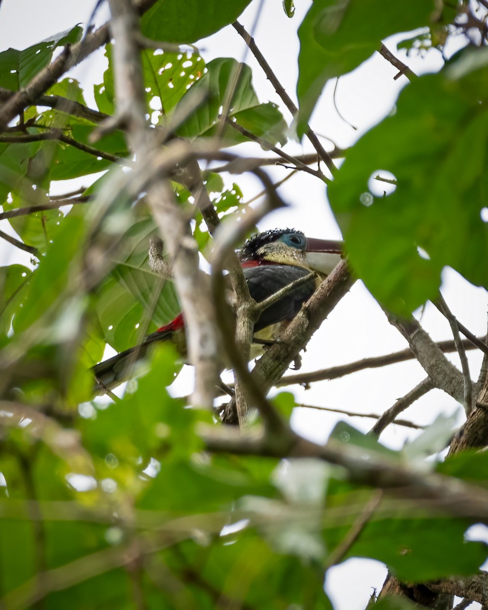 Curl-crested Aracari - ML396755331