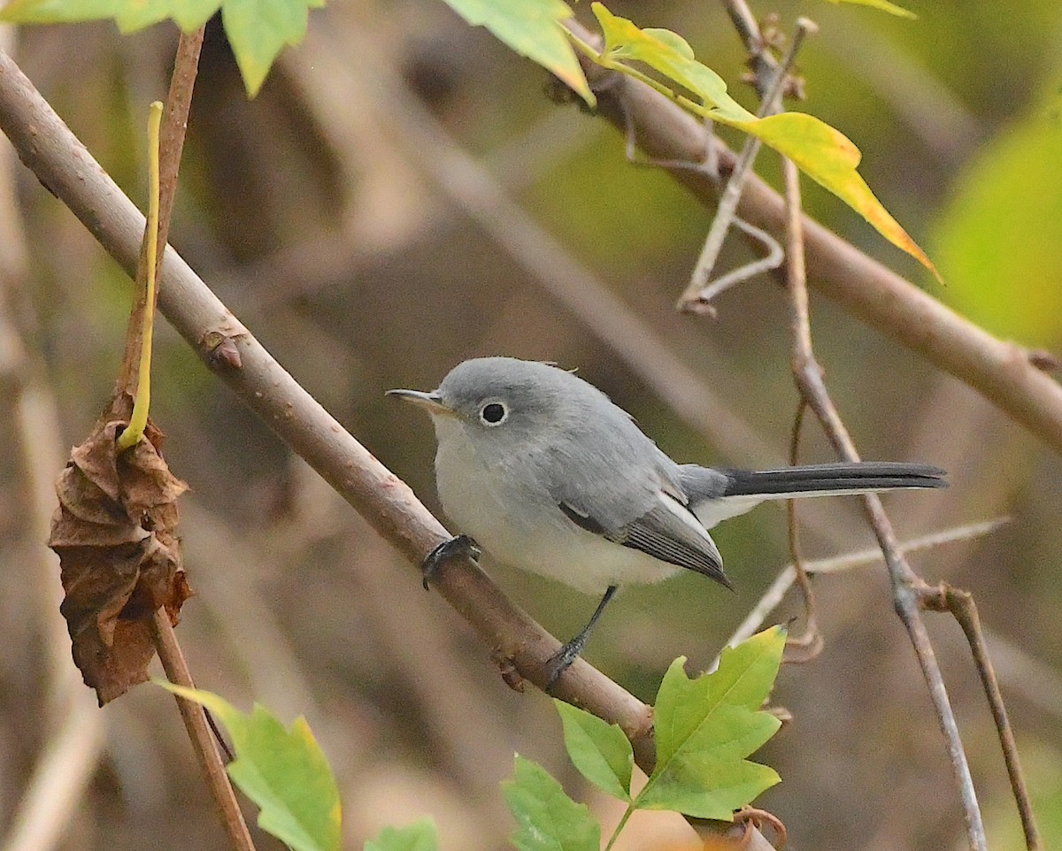 Blue-gray Gnatcatcher - ML396755481