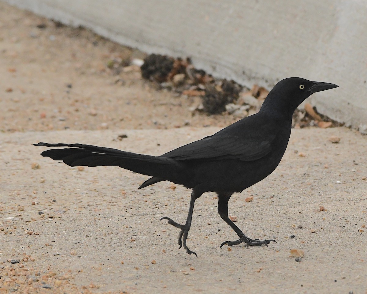 Great-tailed Grackle - ML396755951