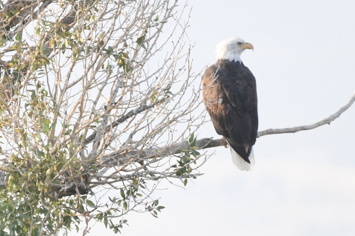 Bald Eagle - ML396756131