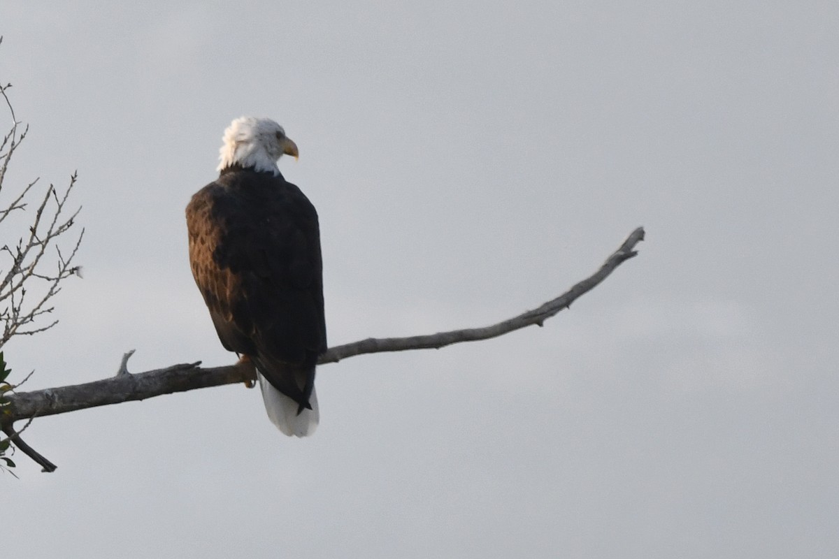 Weißkopf-Seeadler - ML396756151