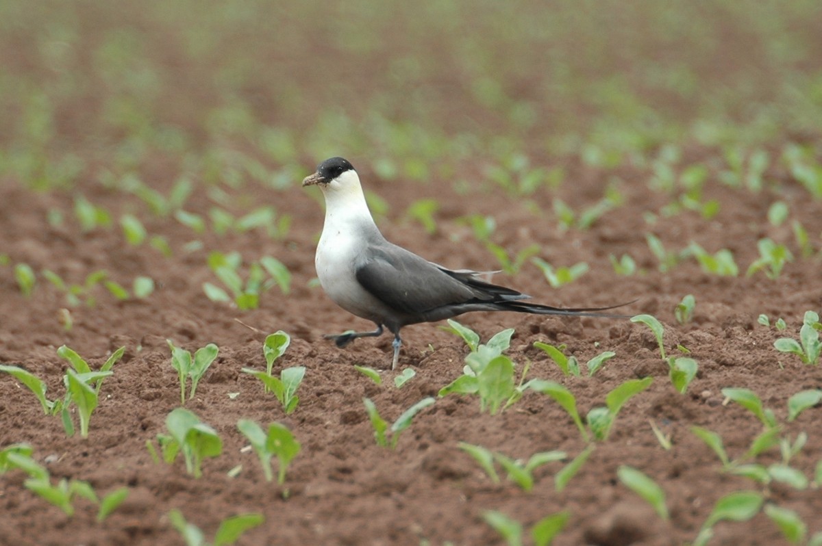 Long-tailed Jaeger - ML39675641