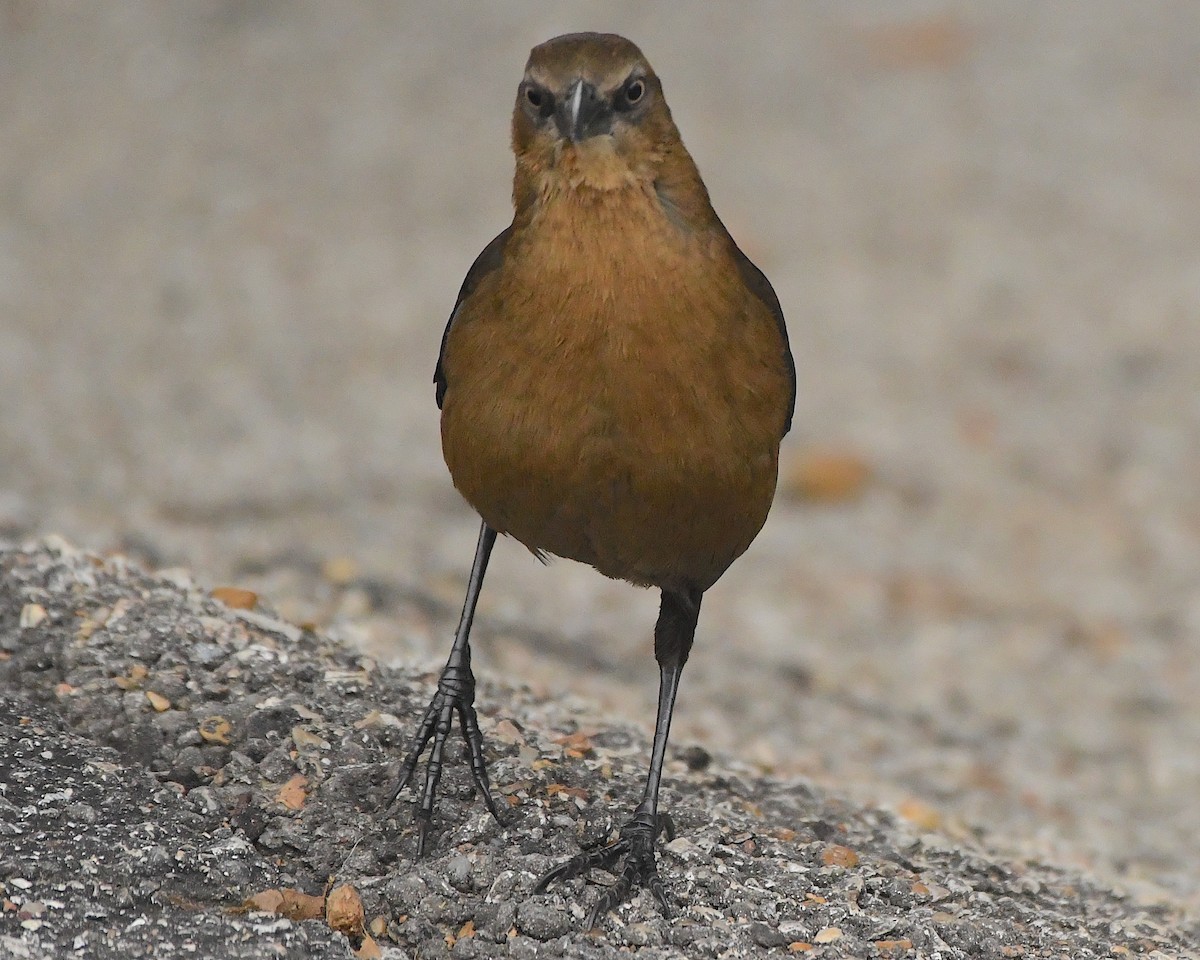 Great-tailed Grackle - ML396756491