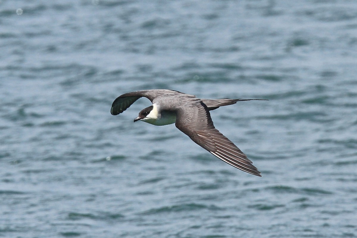 Long-tailed Jaeger - ML39675671