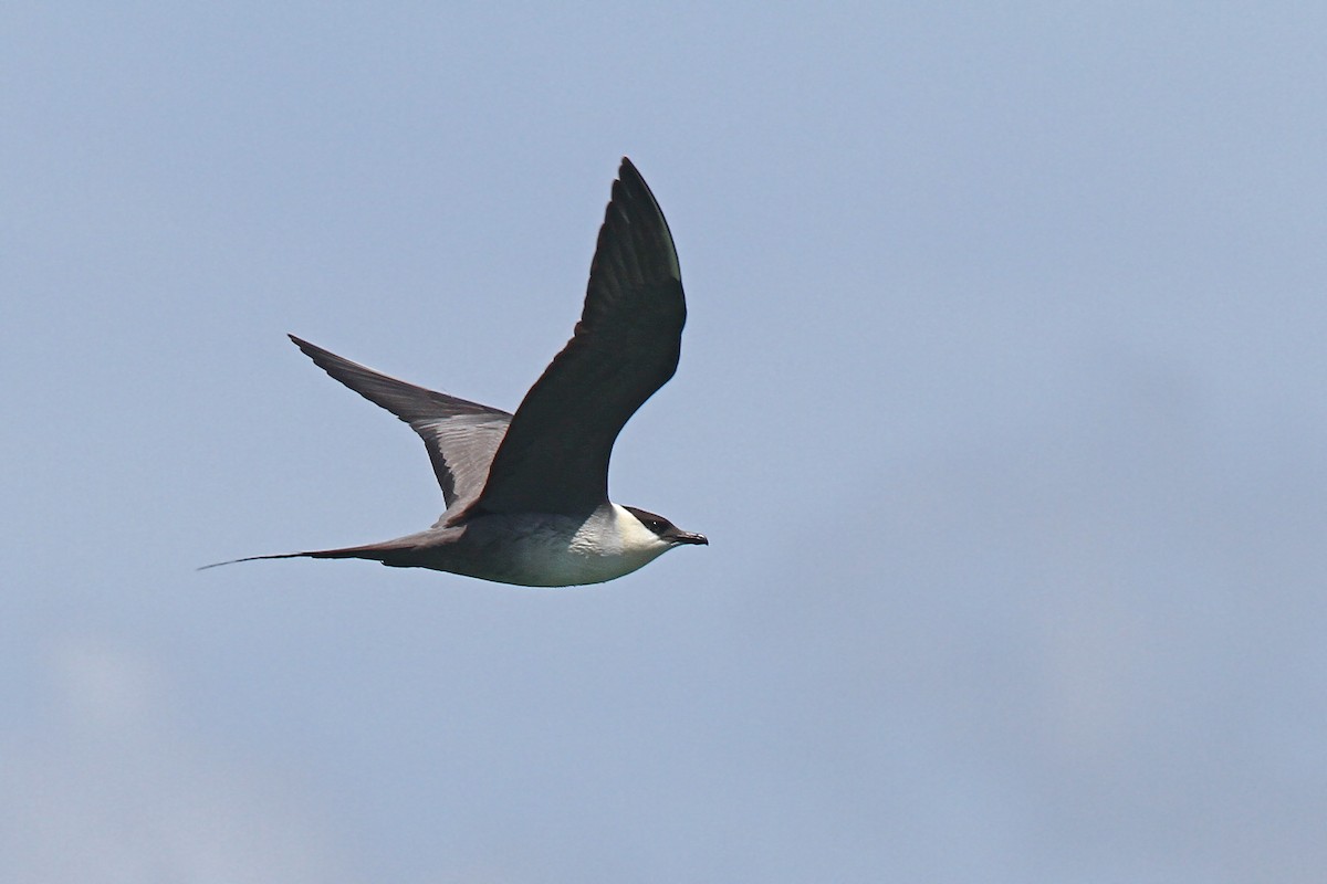 Long-tailed Jaeger - ML39675691