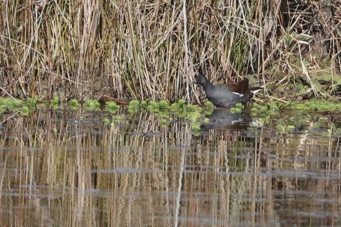 Common Gallinule - ML396757021