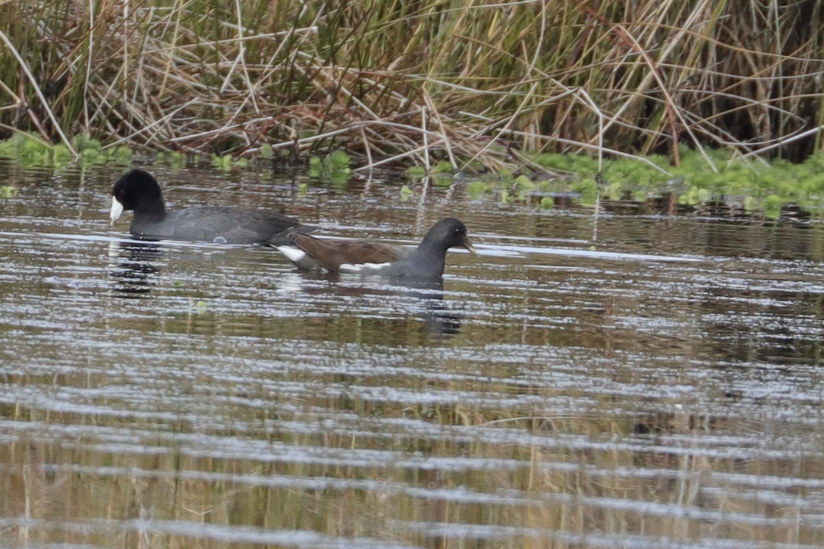 Common Gallinule - ML396757031