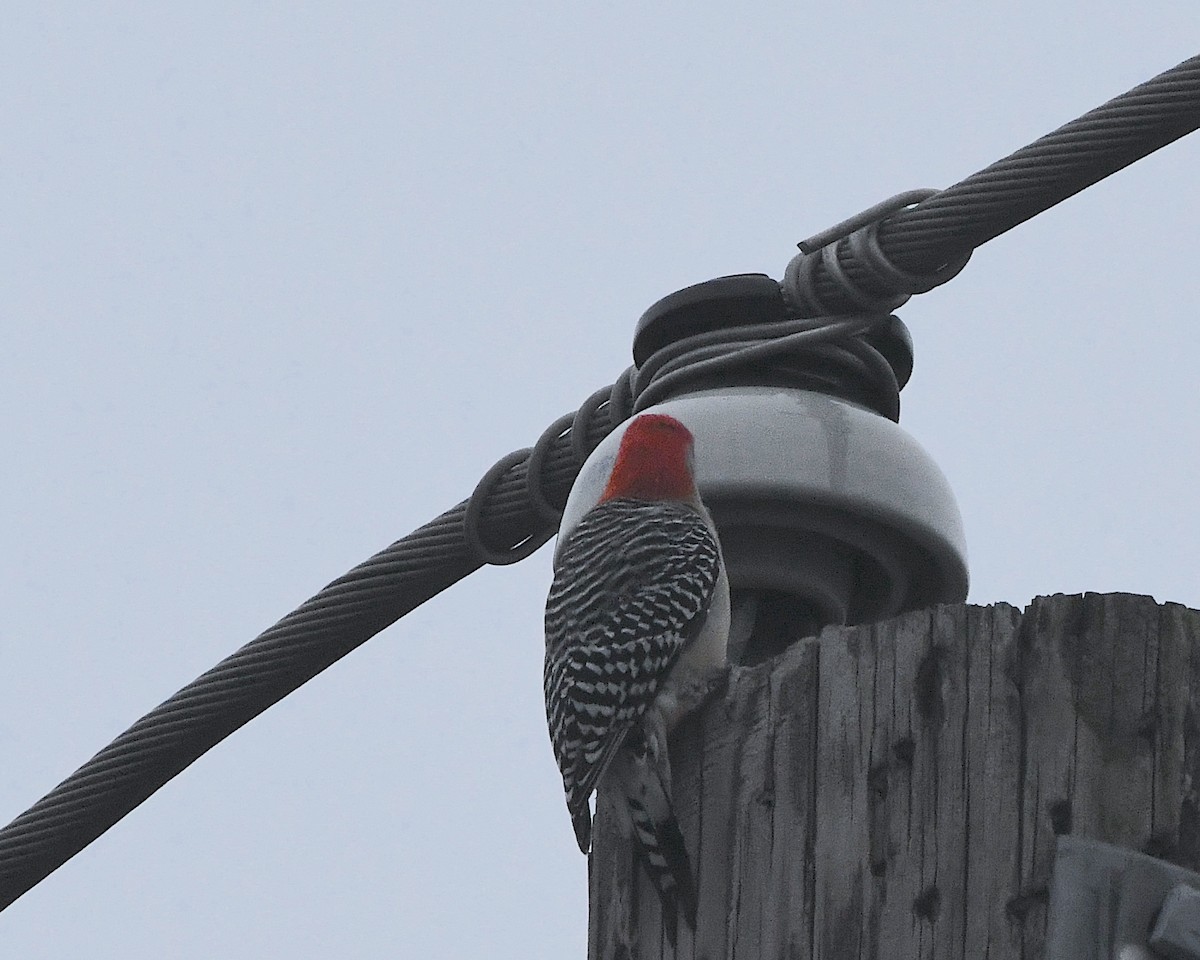 Red-bellied Woodpecker - ML396757281