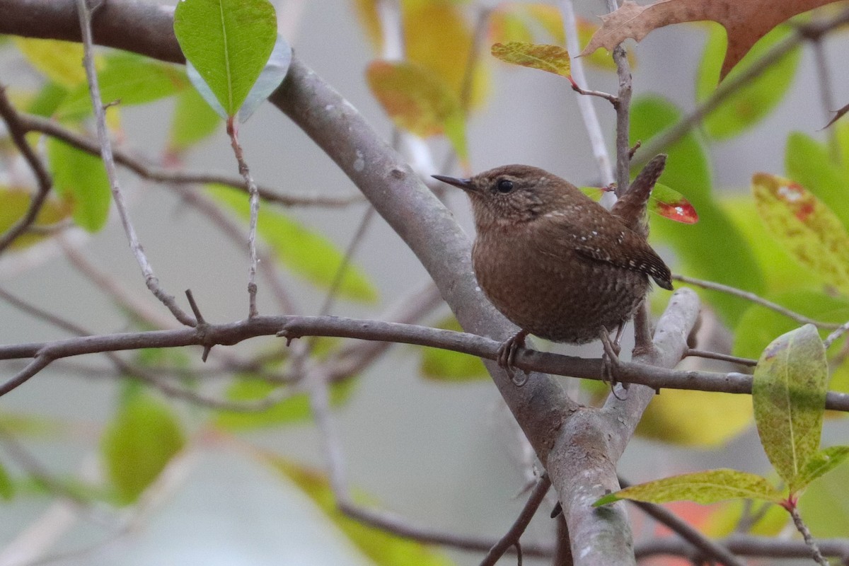 Winter Wren - ML396757401