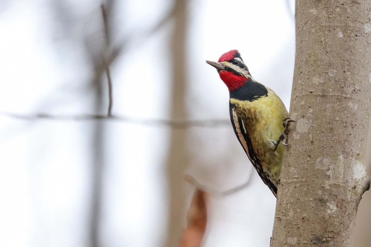 Yellow-bellied Sapsucker - ML396757421