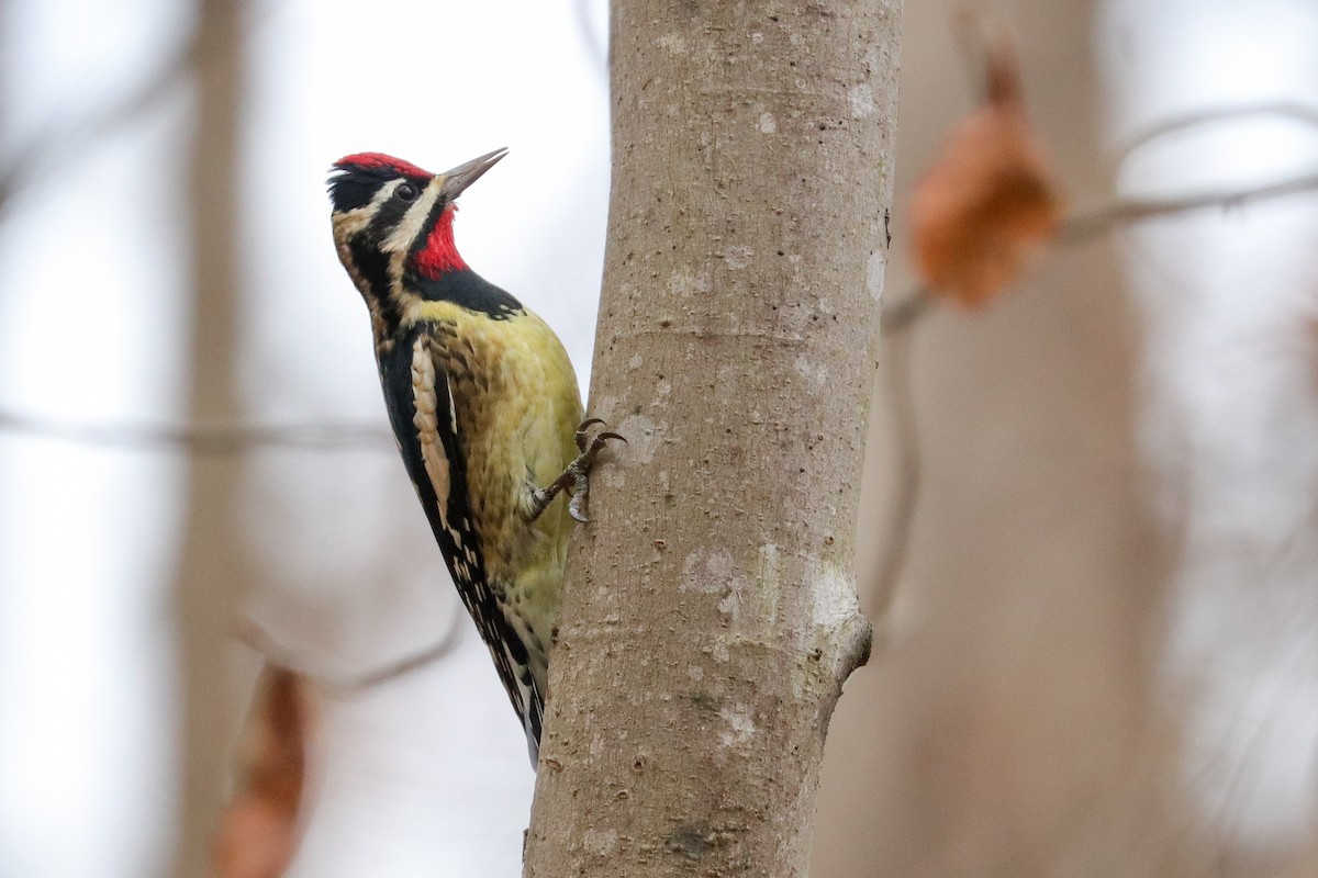 Yellow-bellied Sapsucker - ML396757431