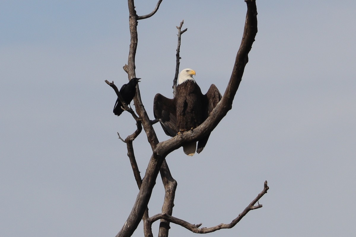 Bald Eagle - ML396757491